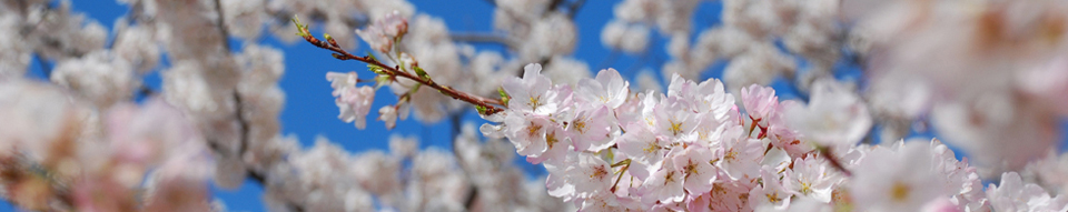 Cherry Blossoms10